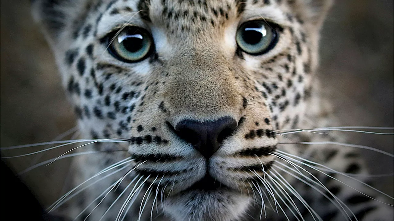 Dieses tierische Selfie geht bestimmt um die Welt