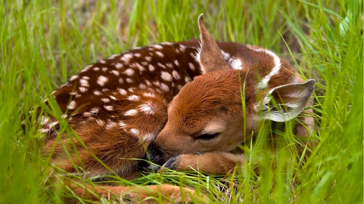 Jagdverband appelliert: 'Bitte Hunde im Wald anleinen!'