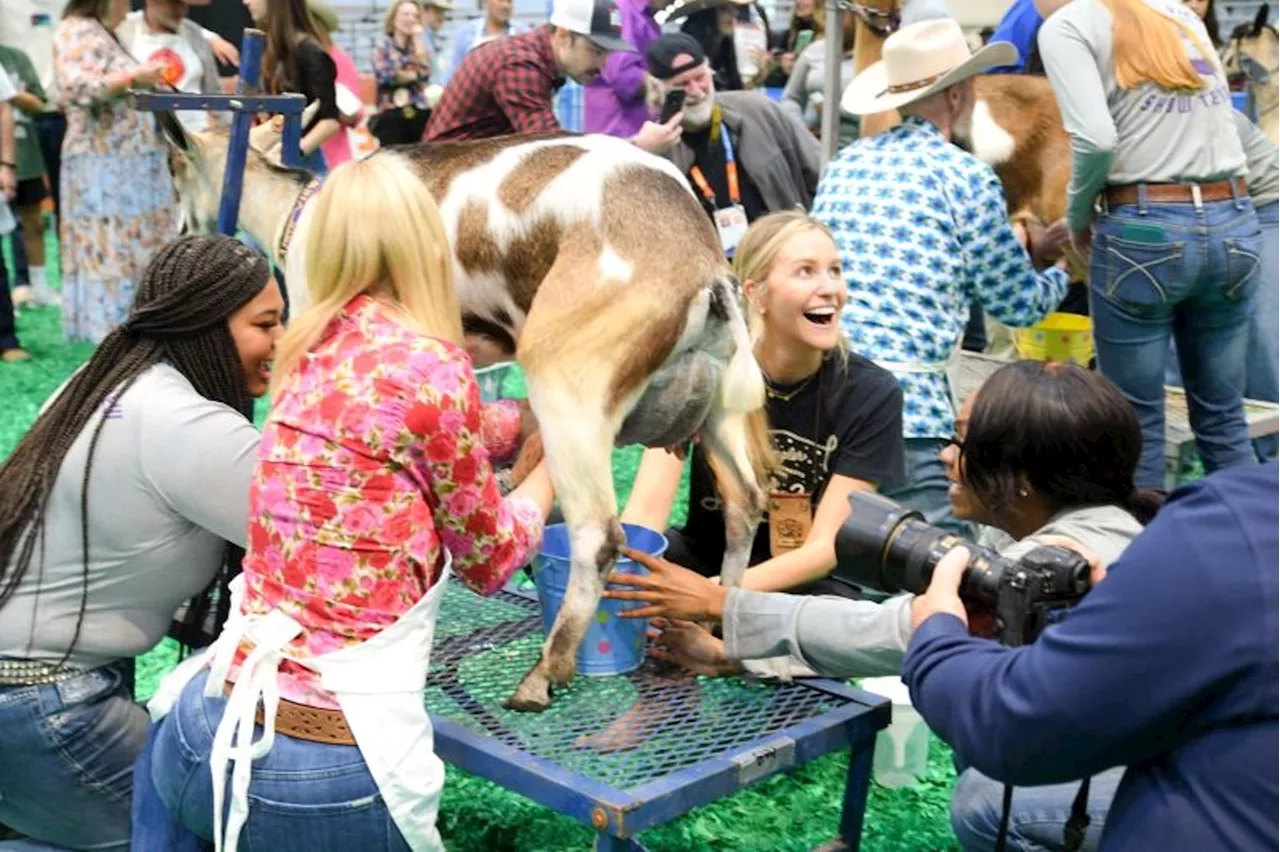 Saturday Was the 2024 Celebrity Goat Milking Contest Day at HoustonRodeo