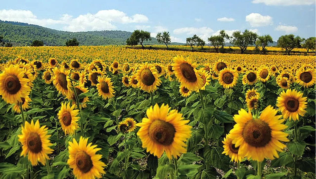 Tutto l'amore del girasole (nei campi e in cucina)