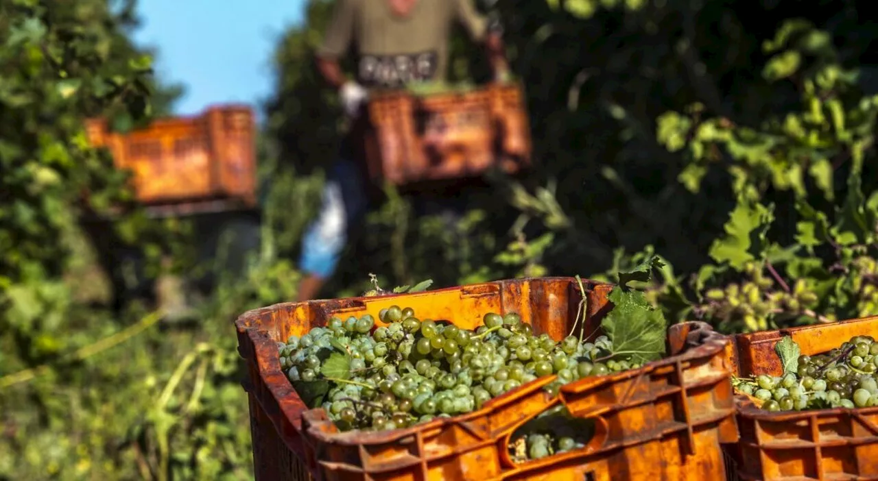 Pinot grigio, vandali in Trentino: recise oltre mille viti del presidente del Consorzio di bonifica