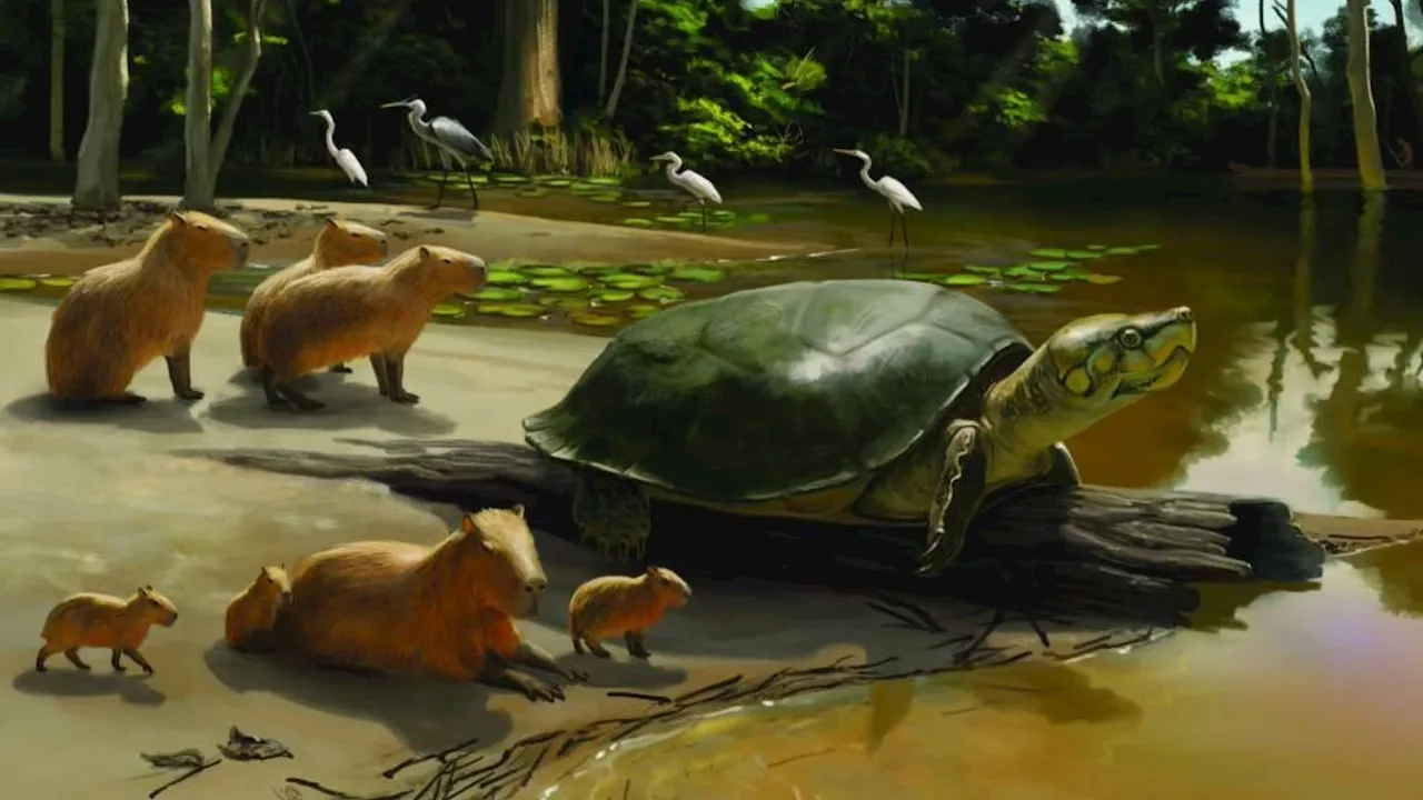 Largest freshwater turtle was 6 feet long, 40,000-year-old fossils show