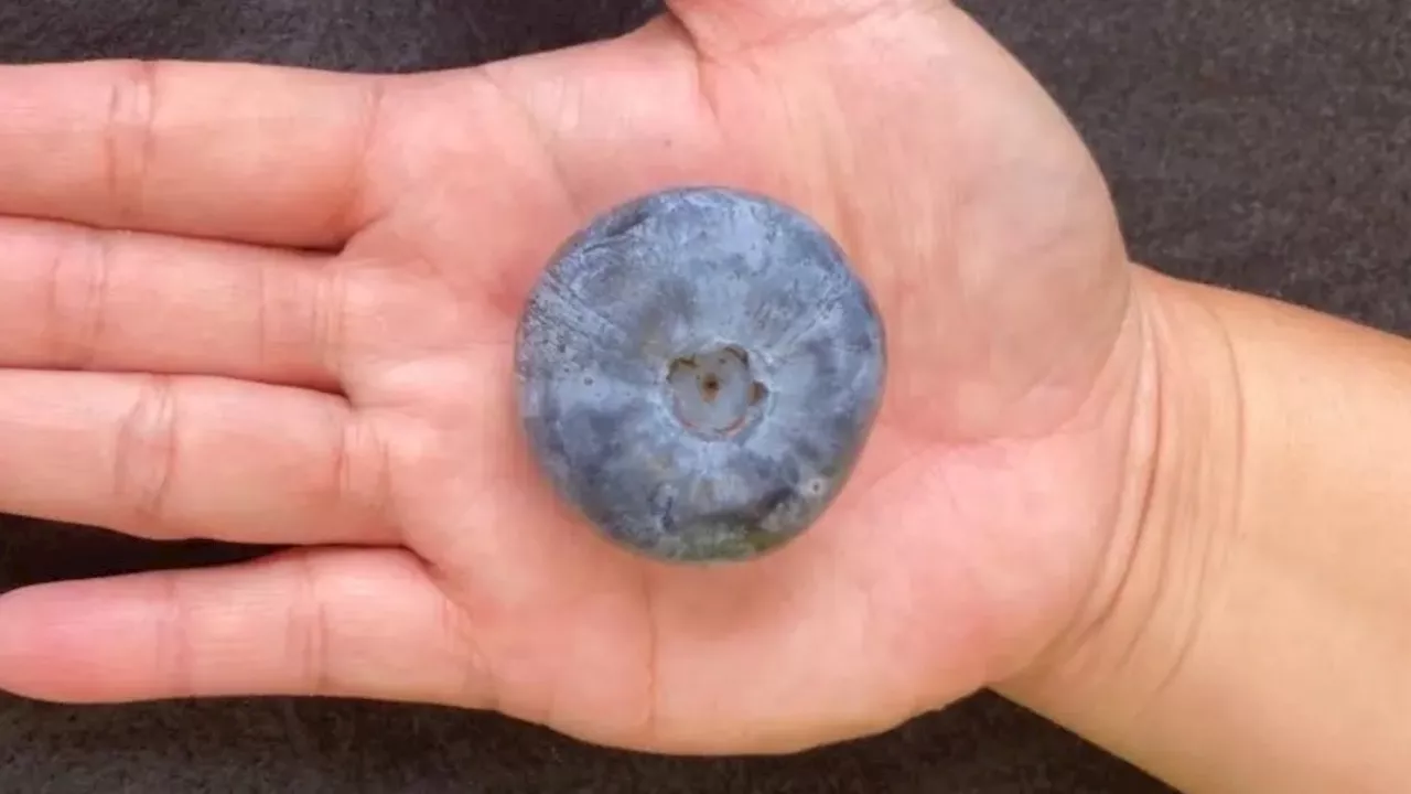 What the fruit? Golf ball-sized blueberry breaks Guinness World record