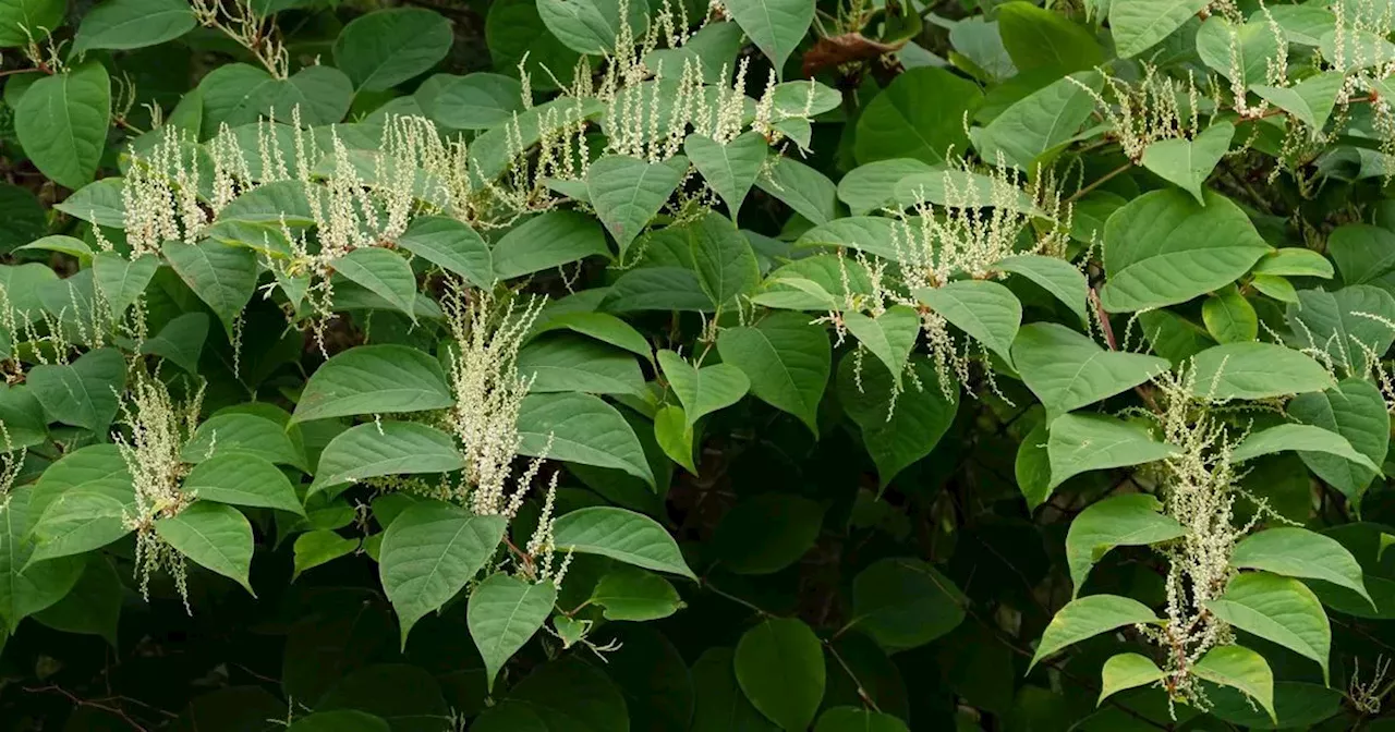 5 signs your home has Ireland's most invasive species which can cost thousands