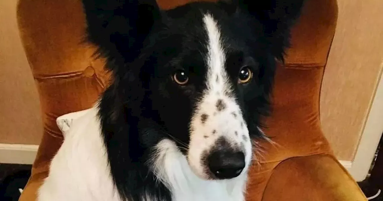 Family appeals for help in finding missing pet dog