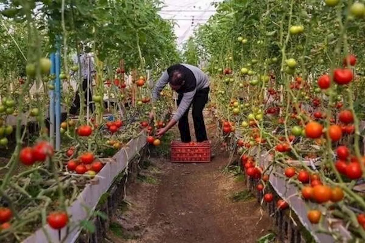 رشد ۶۶ درصدی توسعه گلخانه‌های رزن