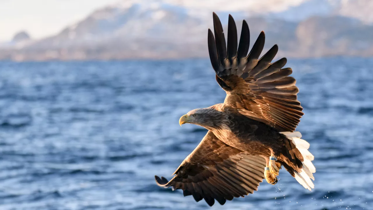 'Heartbreaking' shooting of rare, endangered eagle in Roscommon sparks investigation