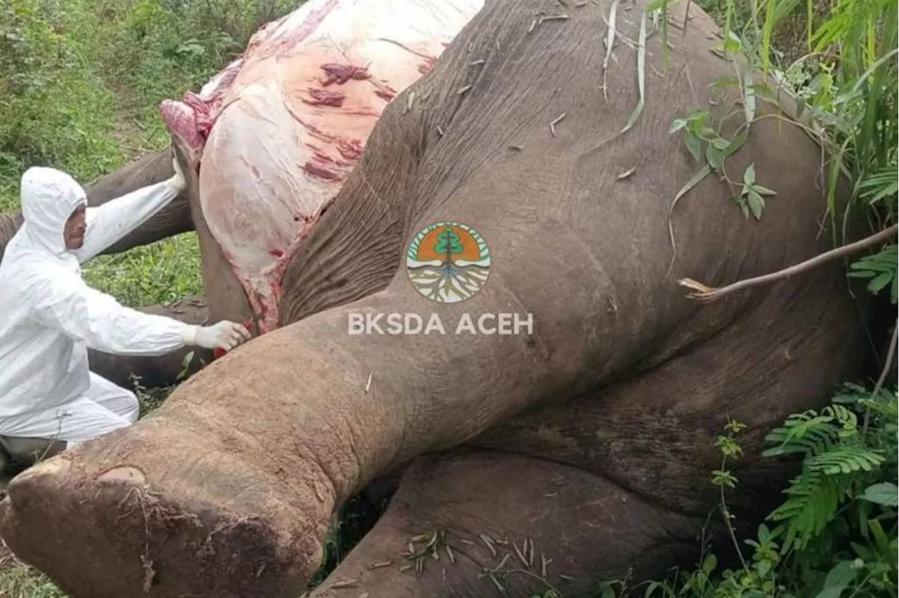 Dua Gajah di Aceh Mati dalam Sebulan Terakhir, Ini Penyebabnya