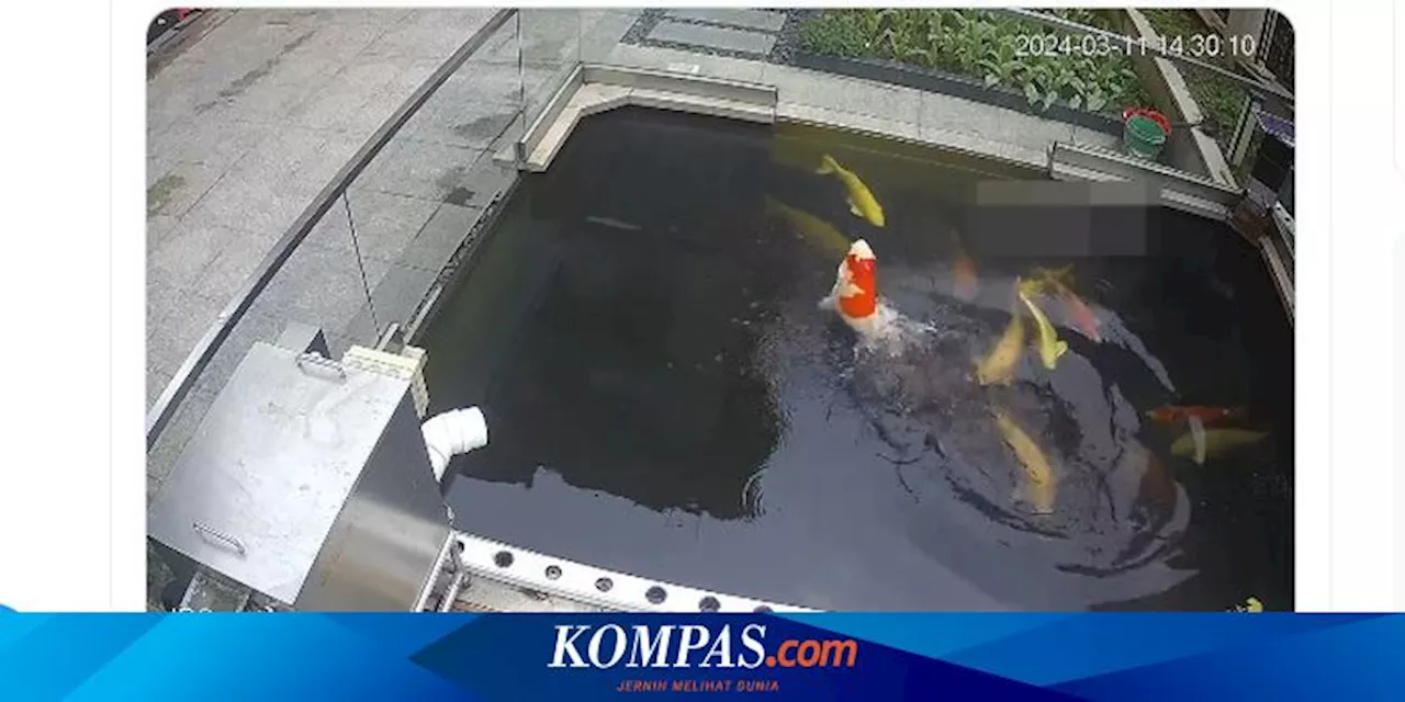 Viral, Video Ikan Koi Berenang Vertikal di Permukaan Air, Kok Bisa?