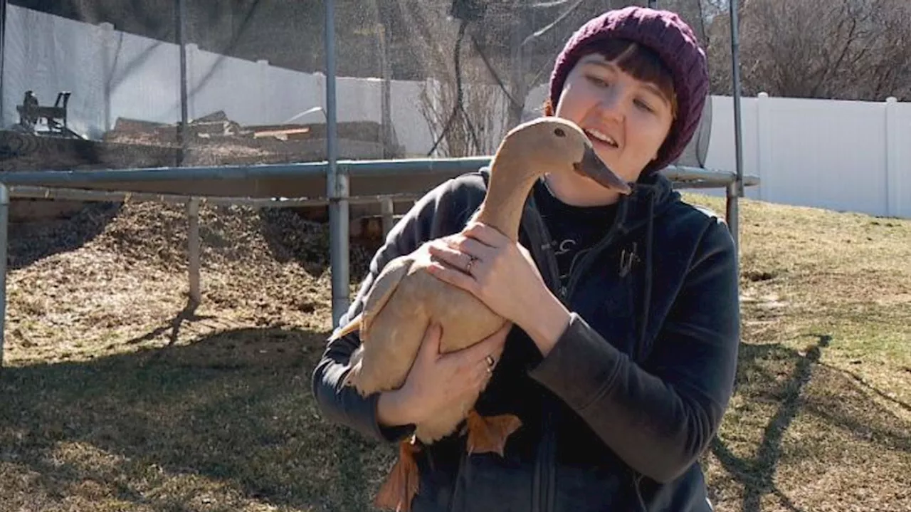 South Ogden man starts petition to allow residents to own backyard birds