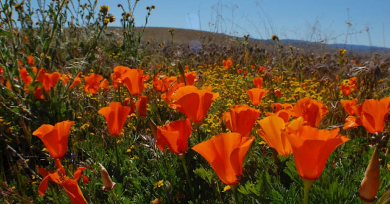 Meet The Writer Behind The Delightful Theodore Payne Wildflower Hotline