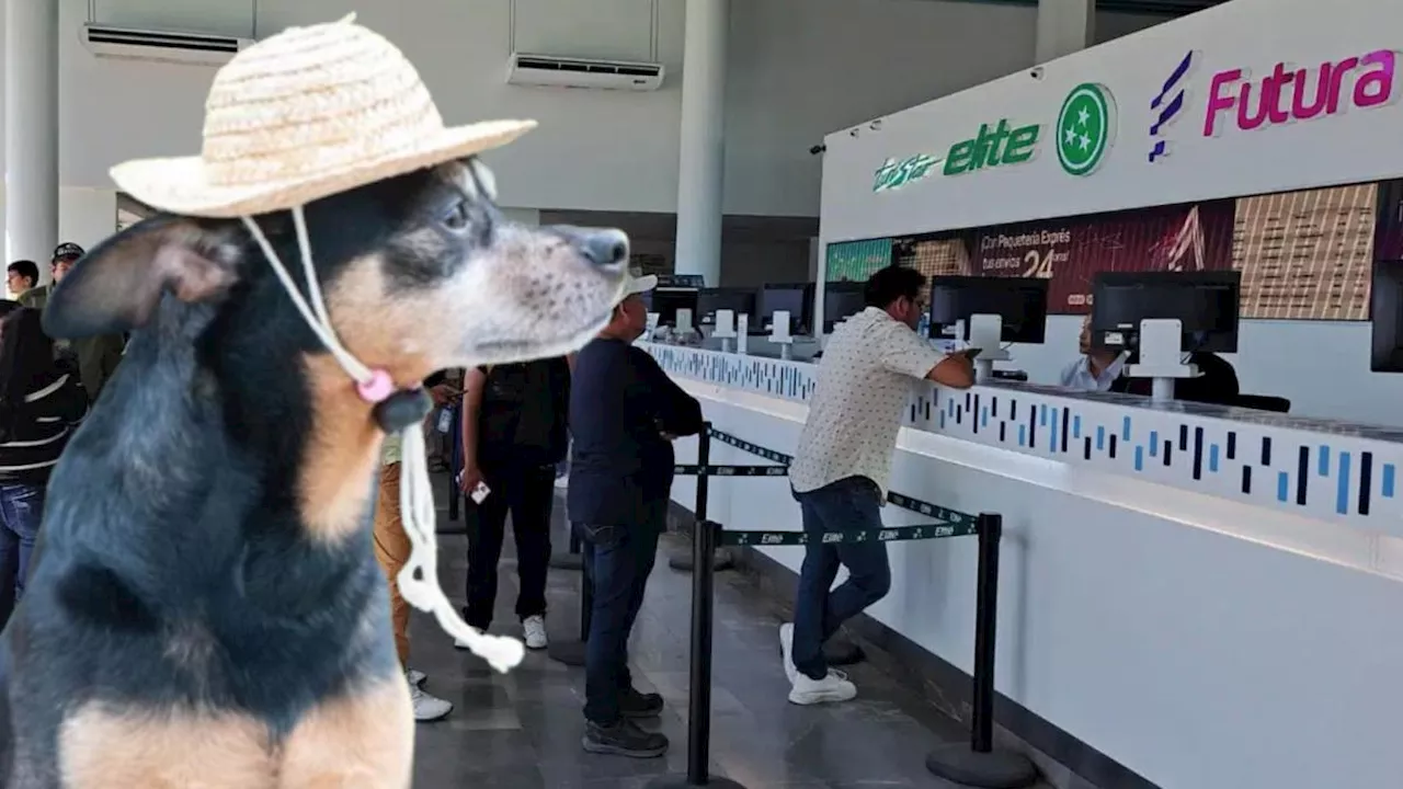 Estos viajeros tendrán descuentazos en transporte para vacaciones de Semana Santa