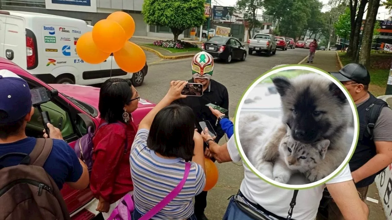 Violencia contra animales y mascotas va en aumento en Xalapa: activistas