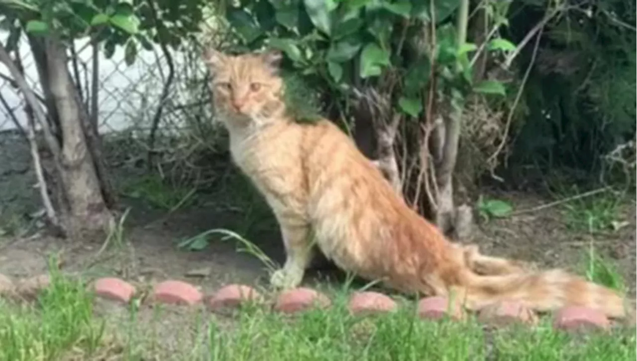 Il gatto Desmond non avrebbe più potuto camminare, ma un uomo compie il miracolo