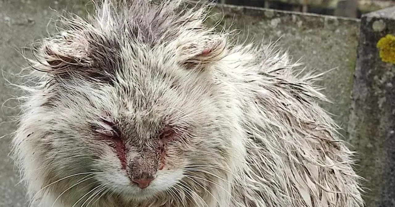 Loire-Atlantique : deux chats d’un même foyer aspergés d’huile de vidange