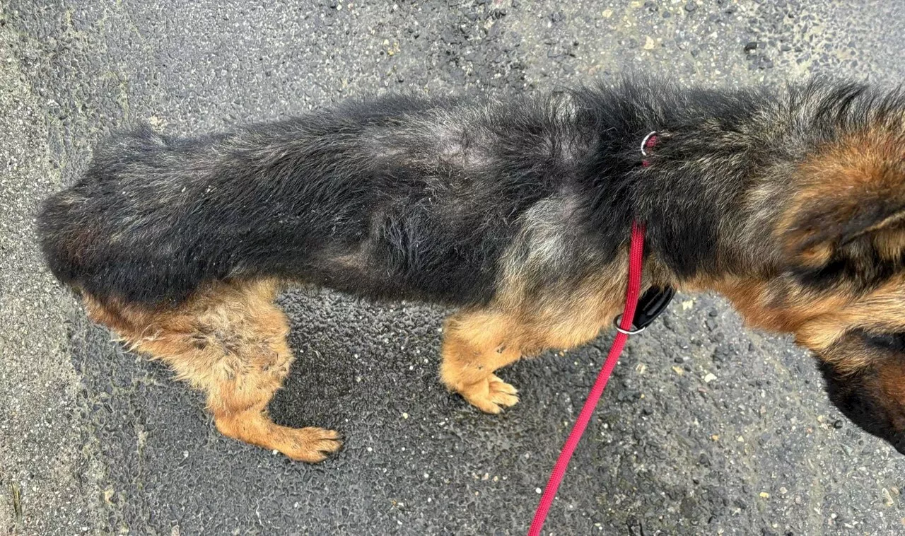 Un chien retrouvé dans un triste état à Abbeville, le long de la Somme