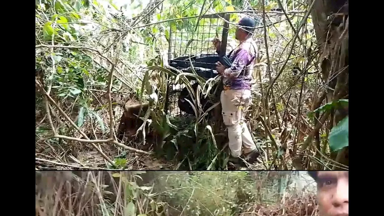 Adu Cerdas Harimau vs Petugas di TNBBS, Kambing Jadi Umpan