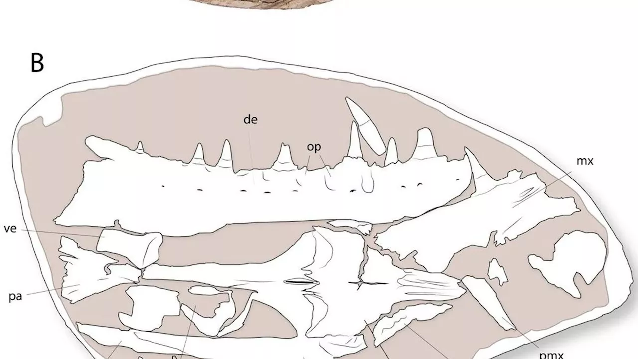 Penemuan Makhluk Laut Raksasa di Era Dinosaurus, Ukurannya Sama dengan Paus Orca