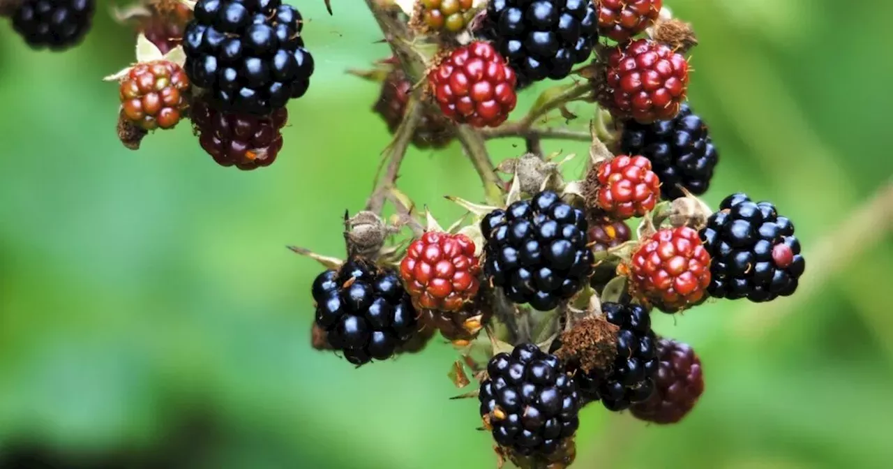 Lancashire's perfect foraging spot that's worth breaking the golden rule for