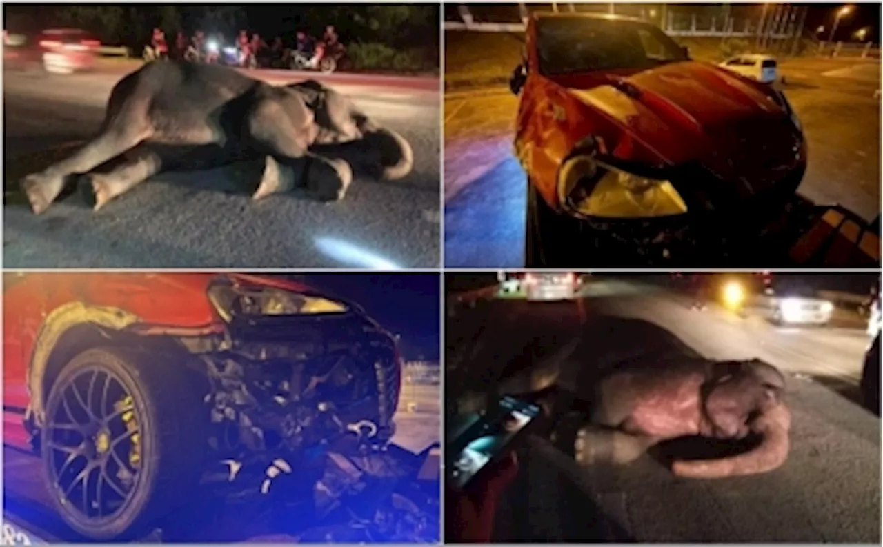 Police: Man escapes unhurt after Porsche Cayenne crashes into elephant near Kuala Terengganu