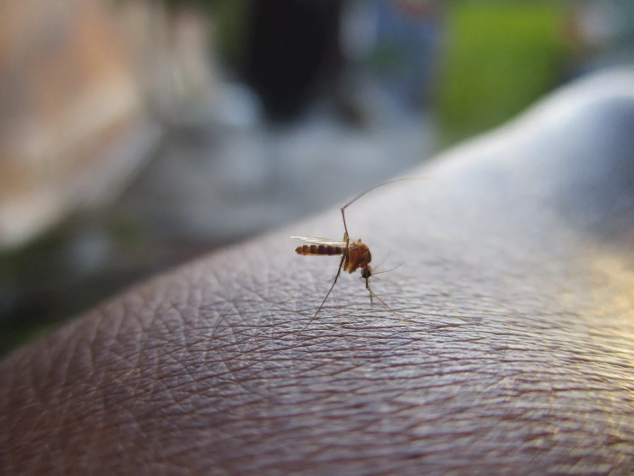 Brazilian single-dose dengue vaccine could help turn tide in the fight against fever