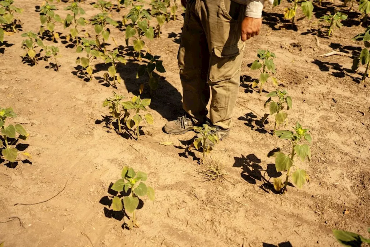 Chances of a weather-roiling La Niña this year are now above 80%