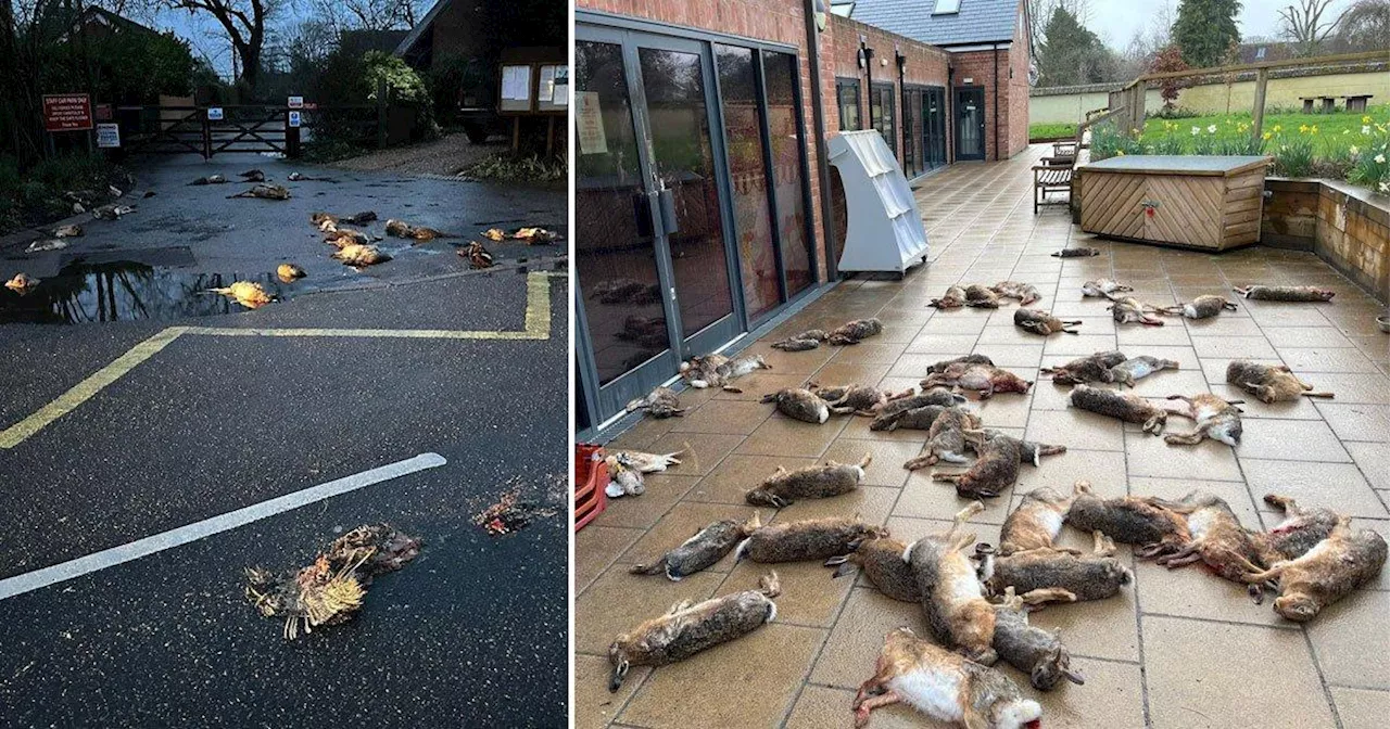 Dead animals dumped at Hampshire shop weeks after school targeted