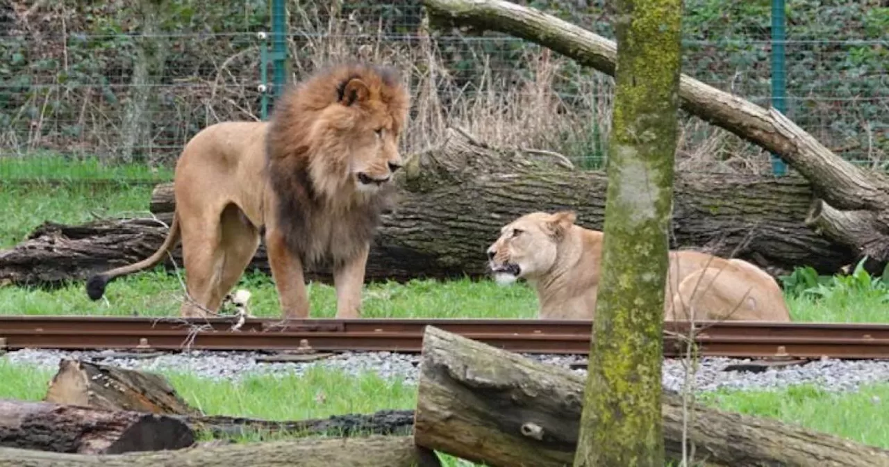 Lion rips out neck of lioness he was supposed to mate with