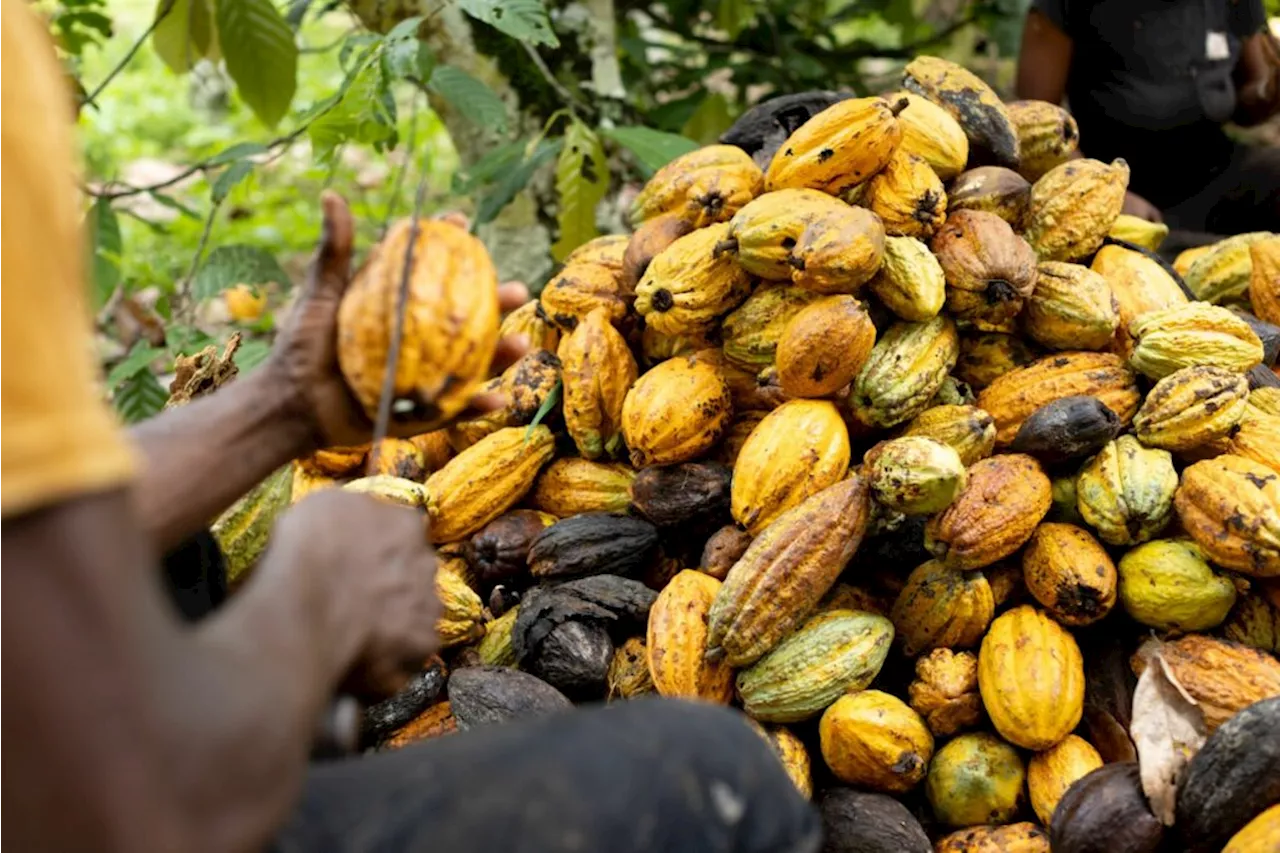 Cocoa tops $7 000 a ton