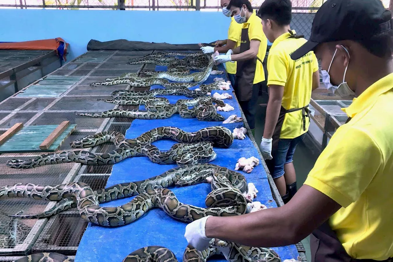 Should everyone start eating snakes to save the planet?