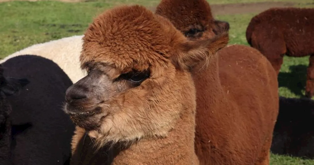 Enjoy Alpaca Walks in Nottinghamshire