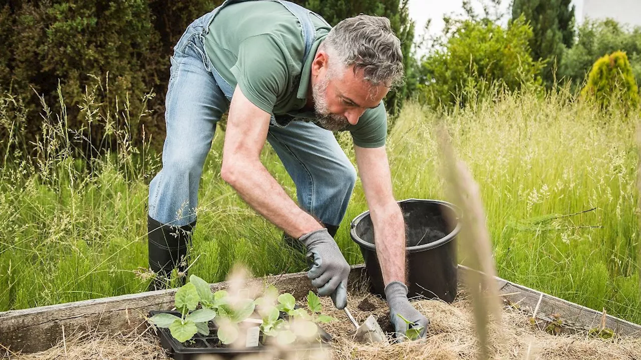 Fitness im Grünen: Kann Gartenarbeit vor Rückenschmerzen schützen?