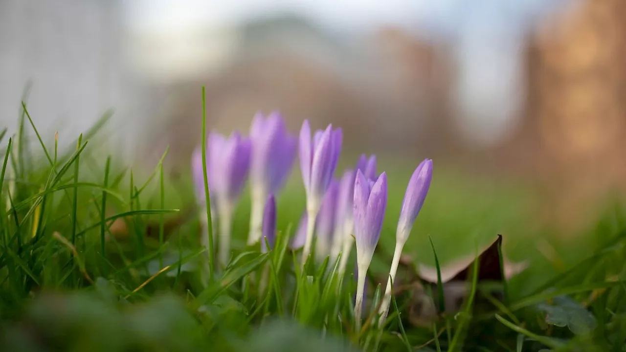 Nordrhein-Westfalen: Frühlingshafte Temperaturen bis 17 Grad zum Wochenstart