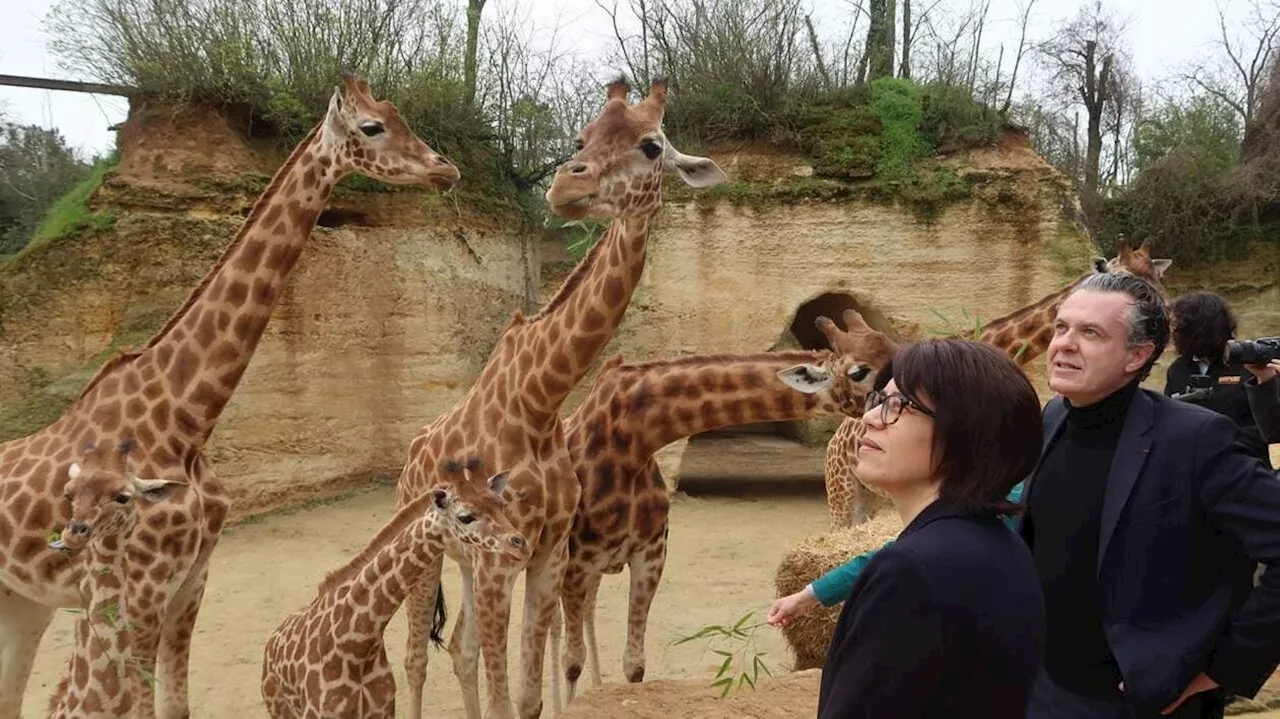 Le ministre de la Transition écologique parrain d’un girafon du Bioparc de Doué