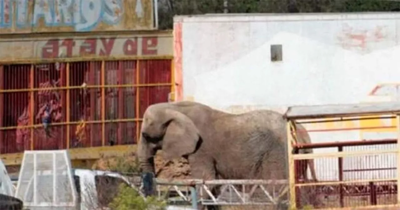 Este será el nuevo hogar para Annie, elefanta africana abandonada en Jalisco