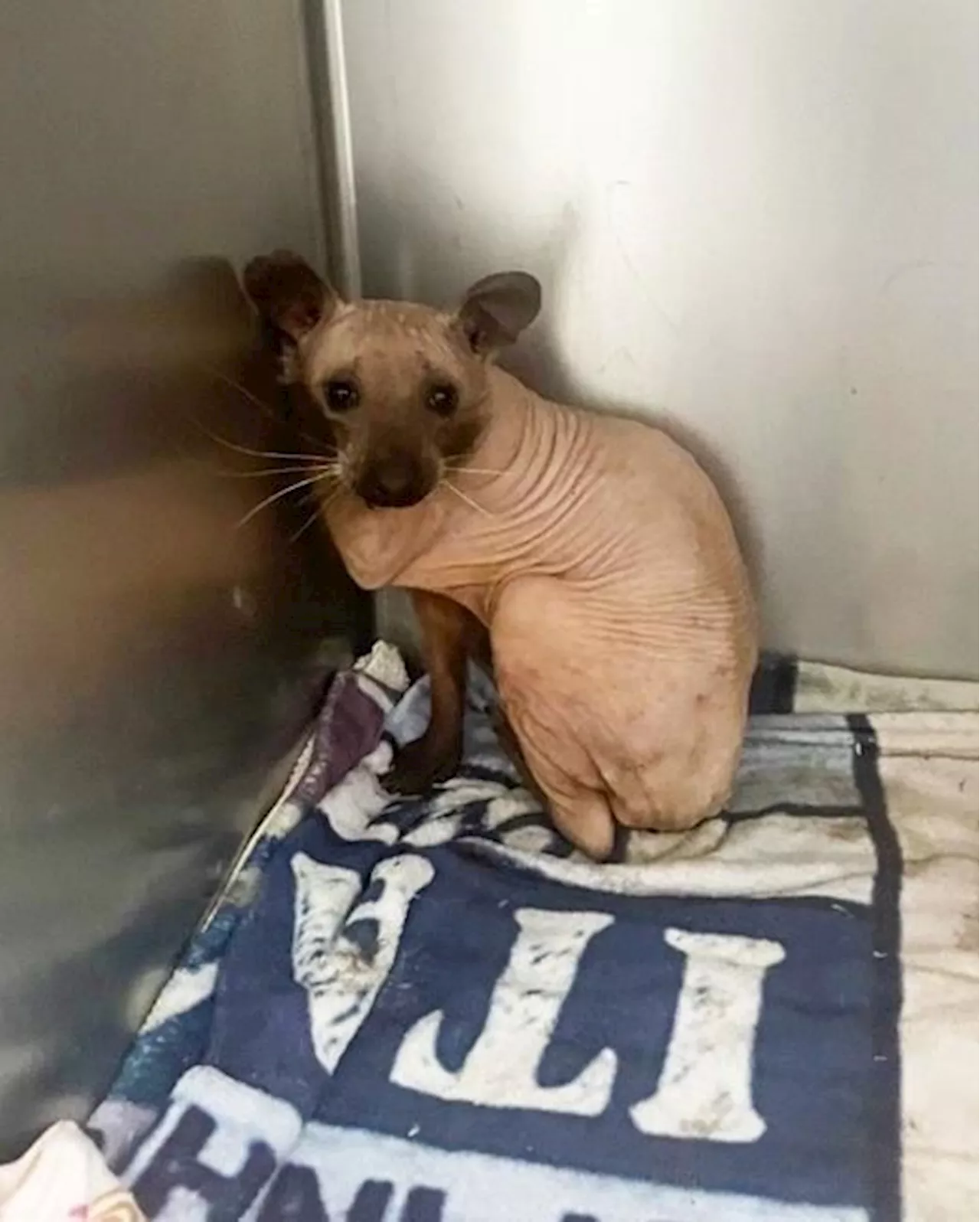 Furless raccoon, dubbed 'Rufus', rescued and given refuge in Nova Scotia shelter