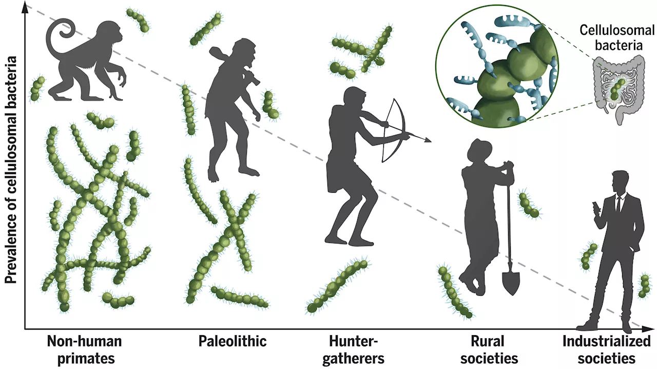 Research team identifies three bacteria species in the human gut that can break down cellulose