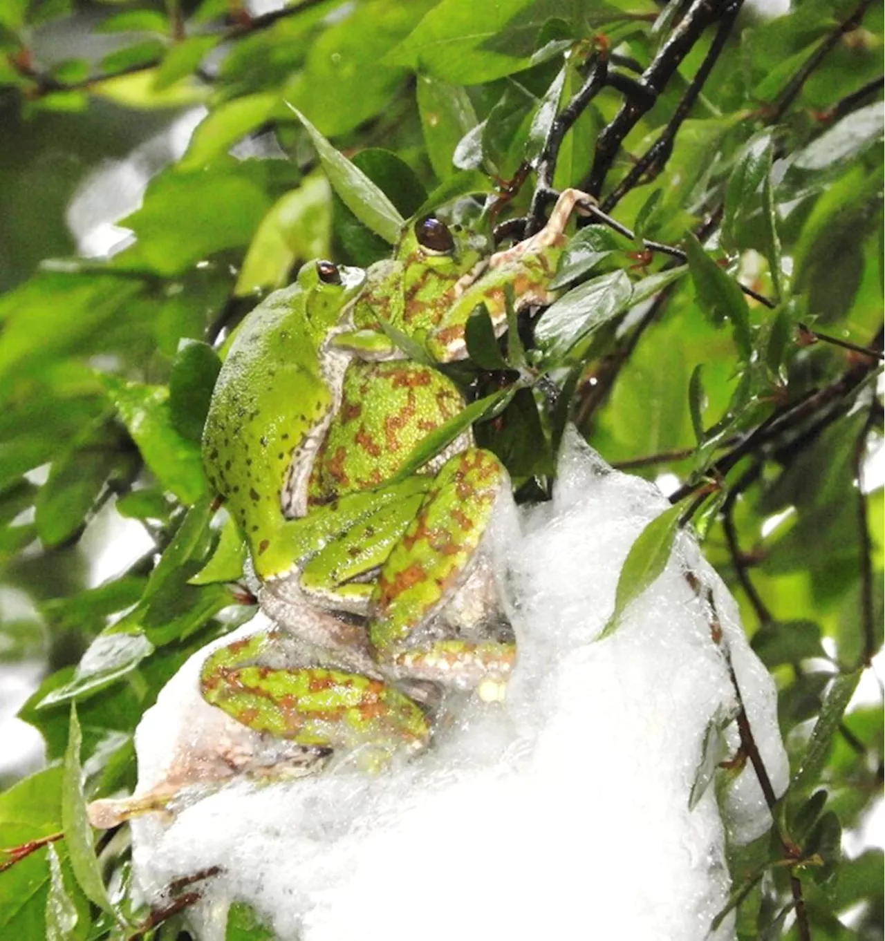 Why do tree frogs lay their eggs on the ground?