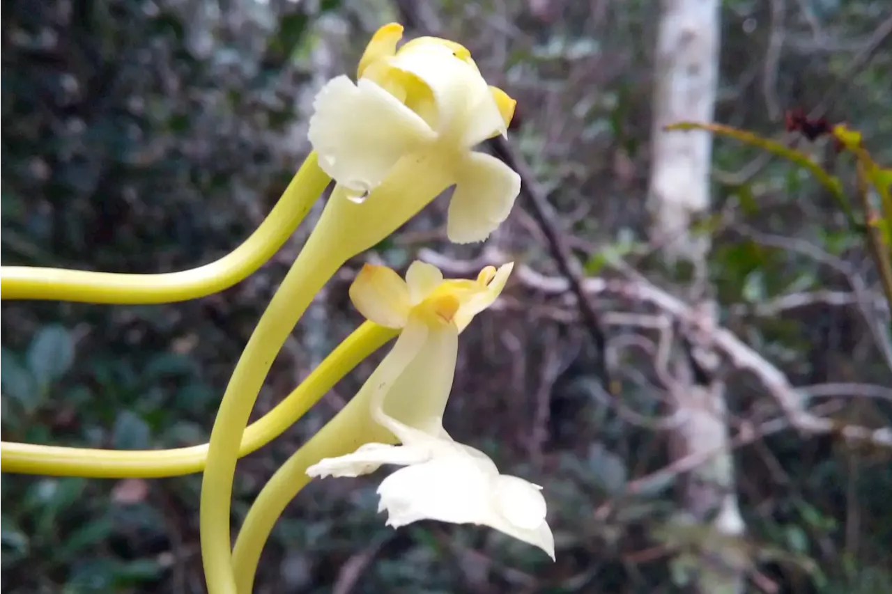 ‘Spectacular’ new orchid species is pollinated by moths