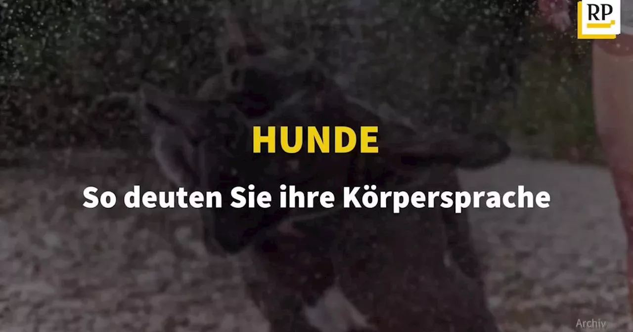 Psychologie​ Mensch Hund: Wie Hunde beim Konzentrieren helfen ​