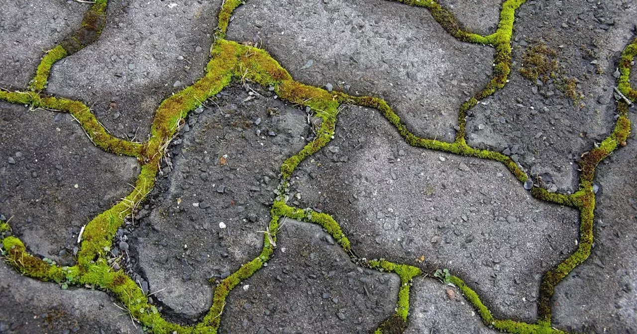 Gardeners hail cheap kitchen cupboard item that banishes patio moss for good