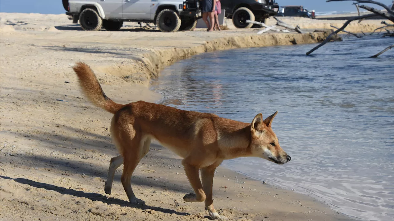 Deutscher Tourist von Dingo attackiert - wie er sich schließlich rettet