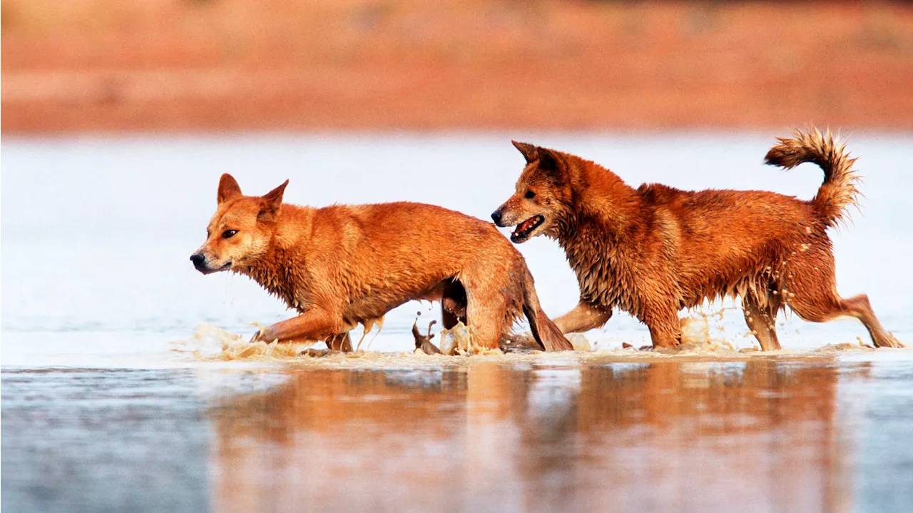 Dingo-Attacke in Australien: Junge Joggerin überlebt Angriff schwer verletzt