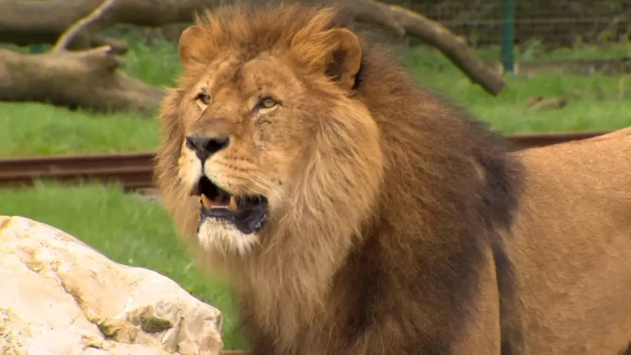 'Nous avons fait tout ce que nous avons pu': le zoo d'Anvers s'exprime sur la mort dramatique de la lionne