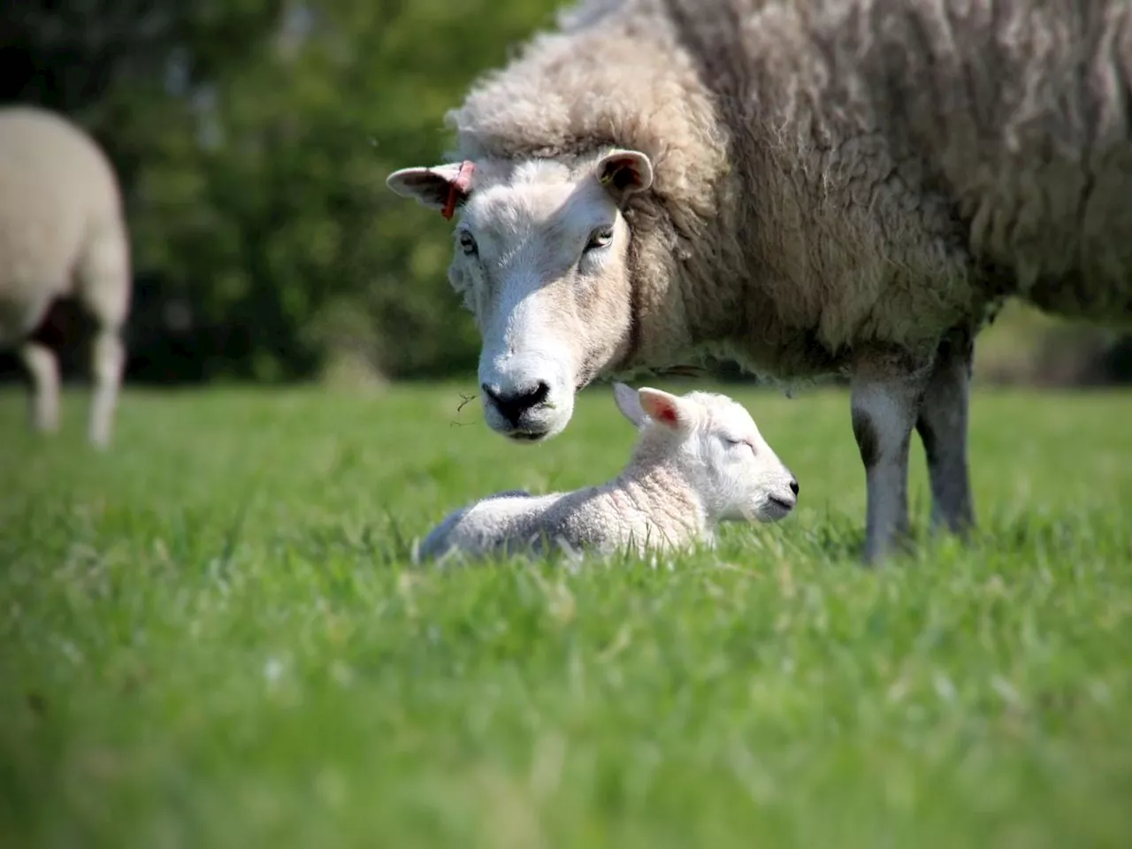 Warning to avoid meat from 'dubious sources' following sheep attacks at Shropshire farms