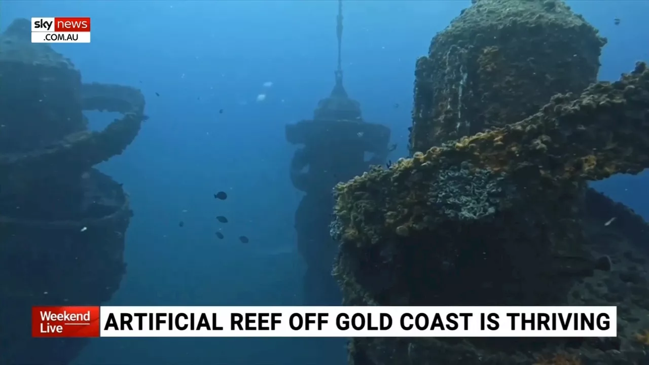 Artificial reef off Qld coast providing hope for Great Barrier Reef