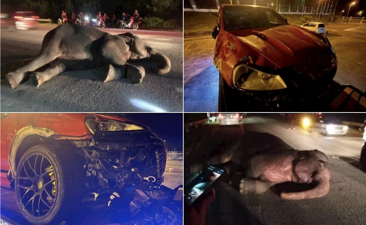 Stray elephant involved in crash in Kuala Terengganu captured, says district police chief