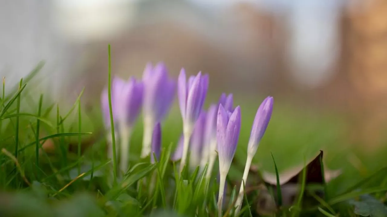 Wetter: Frühlingshafte Temperaturen bis 17 Grad zum Wochenstart