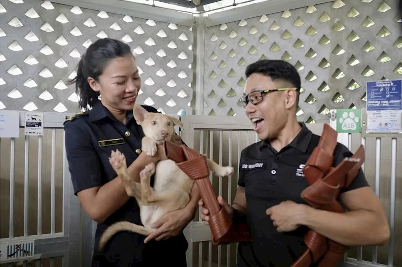 Singapore Civil Defence Force donates old fire hoses as dog toys