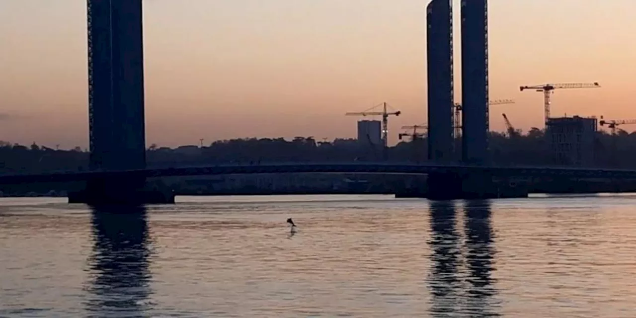 Un dauphin à Bordeaux en 2021 : mais quels sont ces cétacés qui remontent la Garonne ?